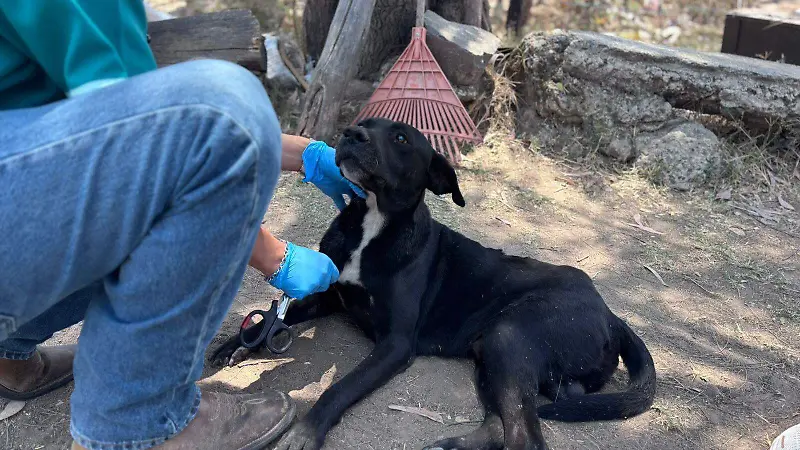 Perrito El Salto  (7).jpeg